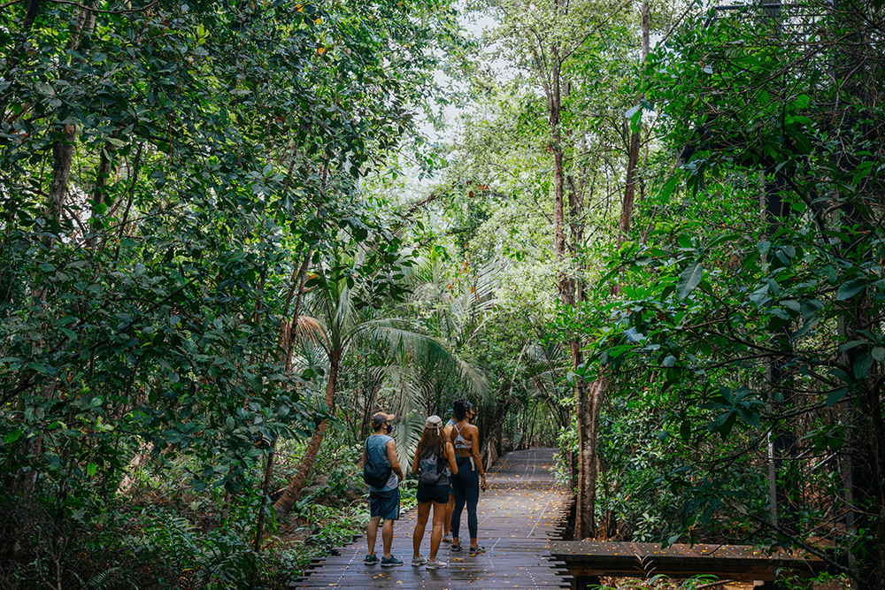 bukit timah nature reserve