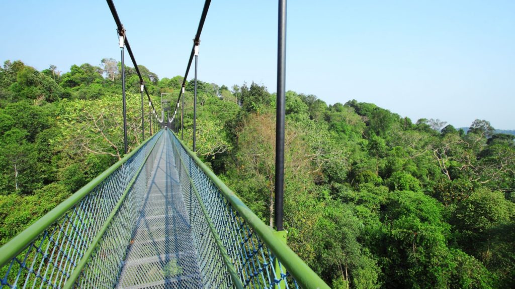 MacRitchie Reservoir is a playground of nature for those who love the outdoors