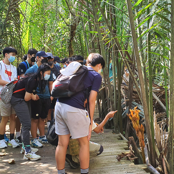 chek jawa learning journey, nature educational tour, ubin learning journey