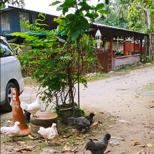 Kampong Lorong Buangkok learning journey, educational tours for Preschool, last kampong singapore