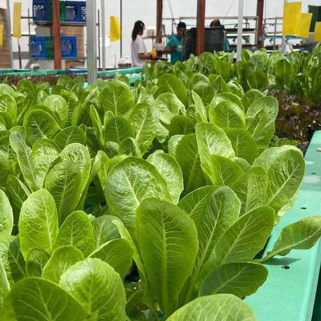 vertical farm tour, sustainable team building